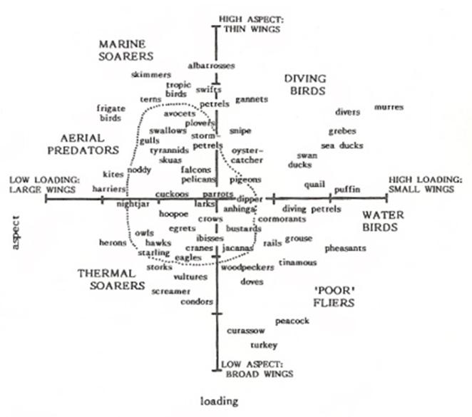 Graph illustrating how bird species vary in wing aspect ratios and wing loading