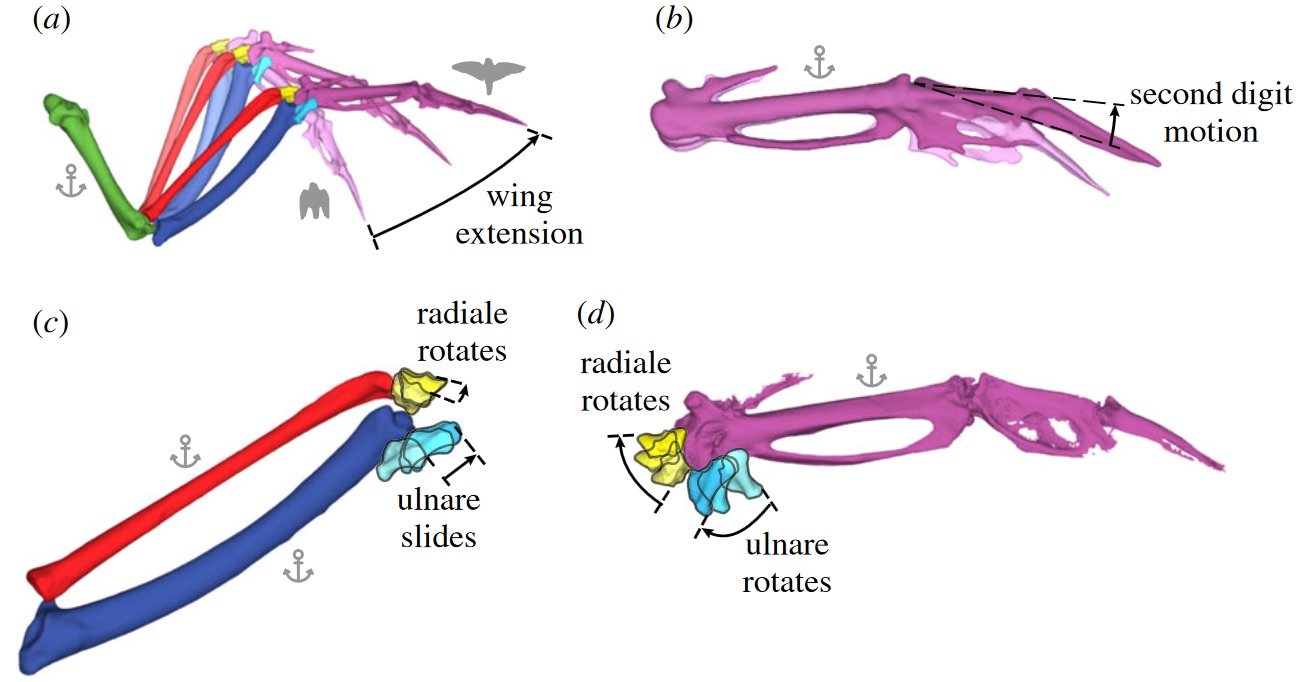 Drawings showing movement of bones in a bird wing during wing extension