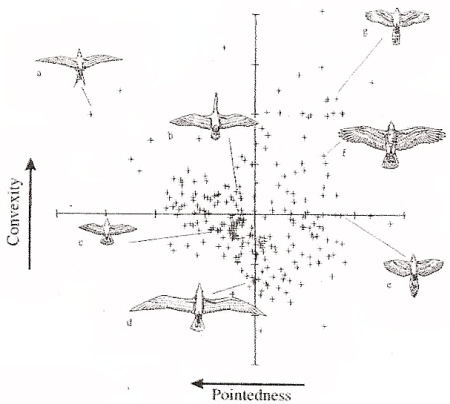 Graph showing variation among different species of birds in the relative pointedness and convexity of their wings