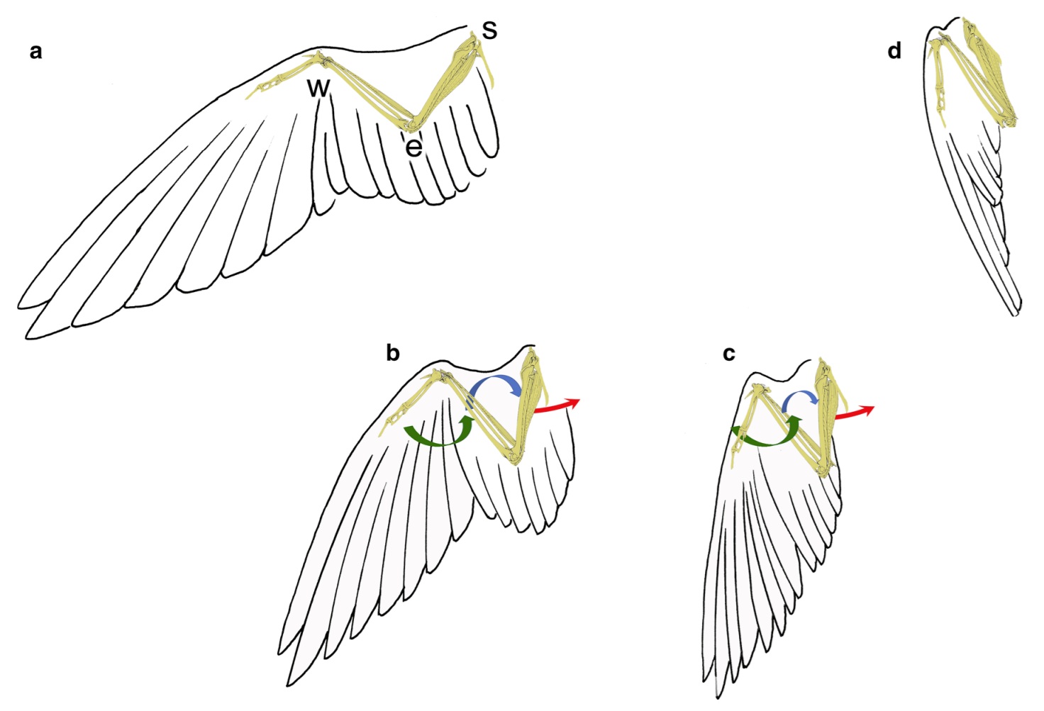 Wing movements