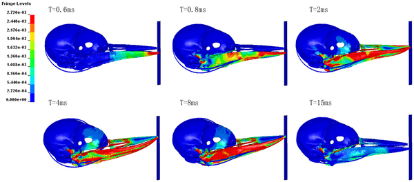 Images showing how the force of an impact travels along a woodpecker's bill and skull