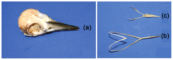 Photos of the skull of a woodpecker and the hyoid apparatus of a woodpecker