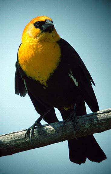 Photo of a Yellow-headed Blackbird