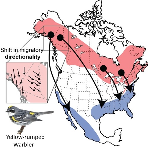 Yellow-rumped Warbler migration routes