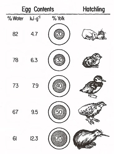 Drawing showing the percentage of eggs consisting of yolk in different species of birds
