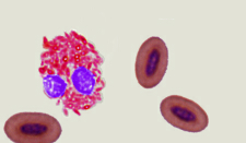 Micrograph of a heterophil