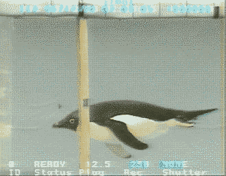 Animated gif of a swimming penguin
