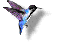Animated gif of a foraging hummingbird