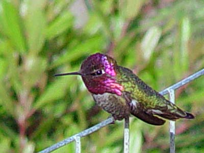 Photo of an Anna's Hummingbird