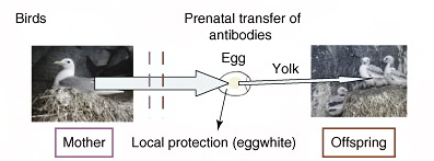 Graphic showing how females transfer antibodies to their eggs