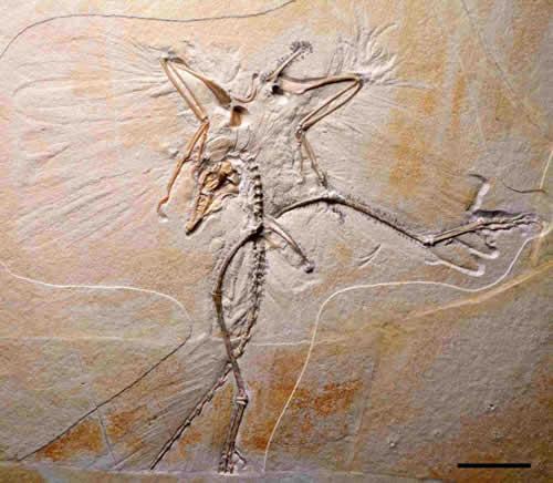 Archaeopteryx fossil