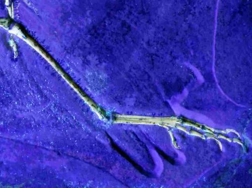 Archaeopteryx fossil foot under UV light