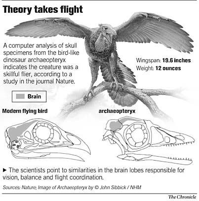 Archaeopteryx brain