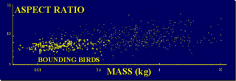 Relationship between body mass and aspect ratio of bounding birds