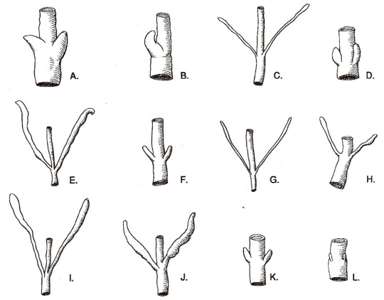 Drawings showing variation in morphology of avian cecas