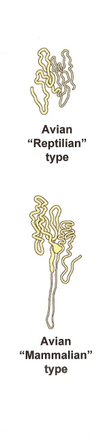 Drawings of two types of avian nephrons