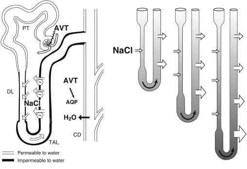 Drawings showing how urine is concentrated in a bird's nephron