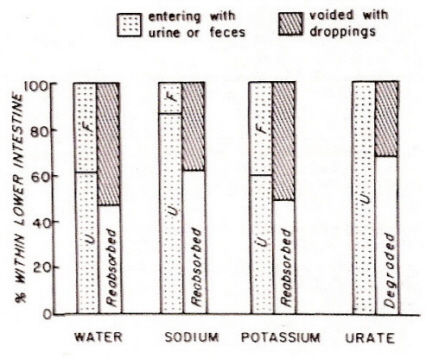 Bar graph showing how urine and feces are modified in the colon and ceca of birds