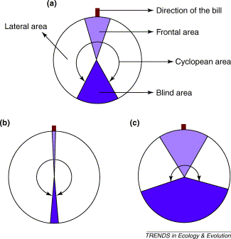 Drawing showing field of view of different bird eyes