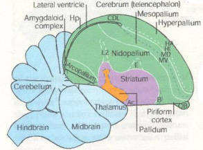Drawing of bird brain with main parts labelled