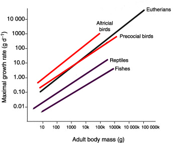 Graph showing relationships between adult body mass and growth rates of young fish, reptiles, precocial birds, eutherian mammals, and altricial birds