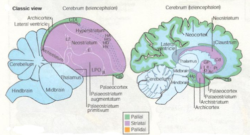 Drawings of a bird brain and a mammal brain