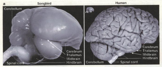 Photos of a songbird brain and a human brain