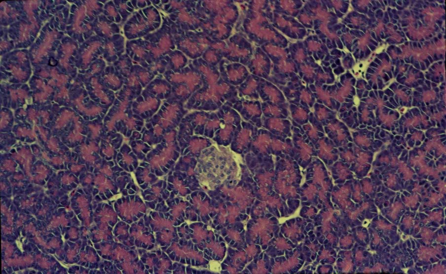 Micrograph showing an avian pancreas