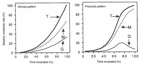 Graphs showing metabolic rates of an altricial embryo and precocial embryo