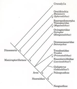 Archosaurian phylogeny shoing relationship between Troodontids and Aves