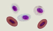 Photomicrograph of bird red blood cells and thrombocytes
