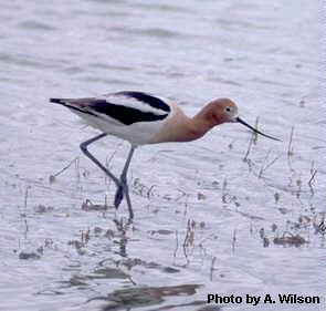 Photo of an American Avocet