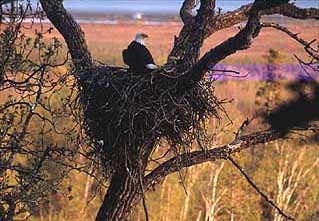 Photo of a Bald Eagle on its nest