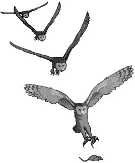 Drawing of a Barn Owl capturing a mouse