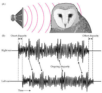 Drawing showing how an owl identifies the source of a sound