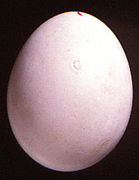 Photo of a Barn Owl egg