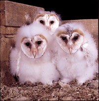 Photo of Barn Owl nestlings