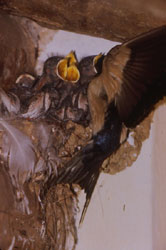 PHoto of begging nestling Barn Swallows