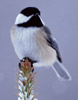 Photo of a Black-capped Chickadee