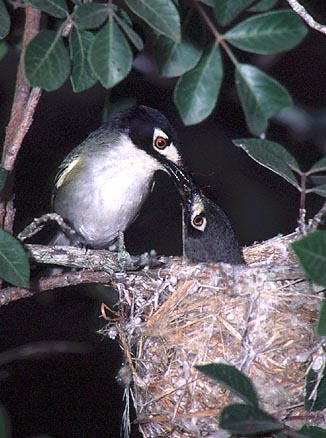 Photo of a male feeding an incubating female Black-capped Vireo