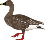 Drawing of a Bean Goose