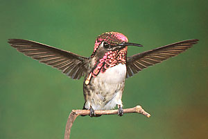 Photograph of a Bee Hummingbird