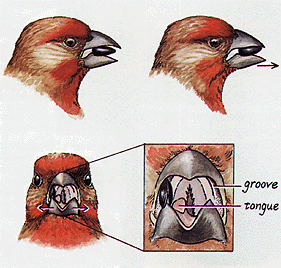 Drawings showing how finches crack open seeds with their bill
