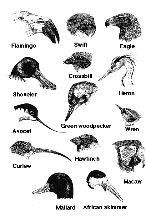 Drawing showing variation in the morphology of bird bills