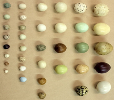 Photo showing variation in size and appearance of bird eggs