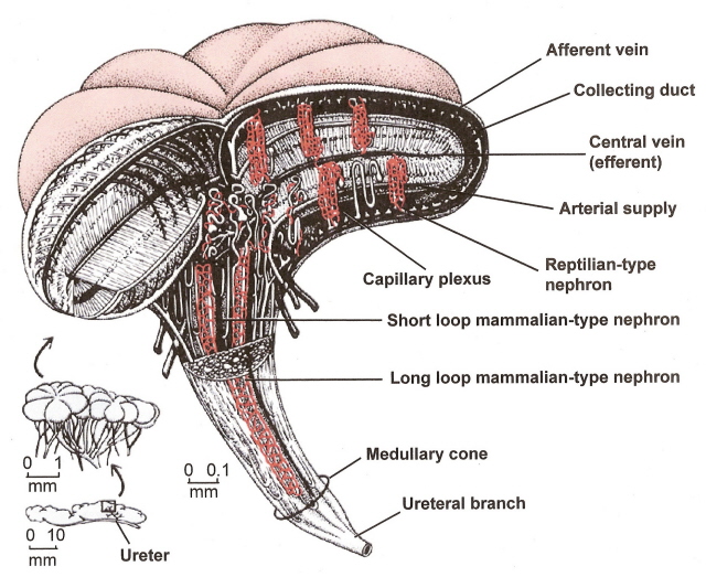 Drawing of the interior of a bird's kidney