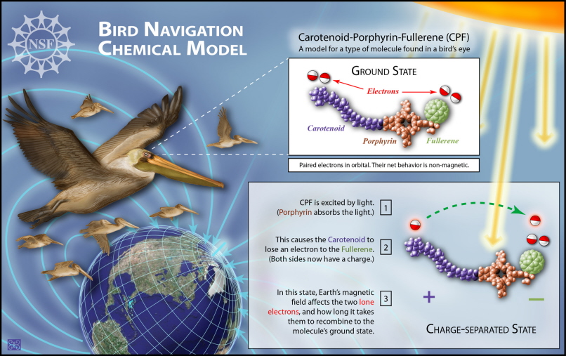 Graphic showing chemical model of how birds may see magnetic fields