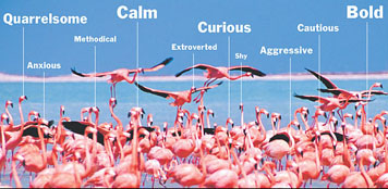 Photo of many flamingoes that have different personalities