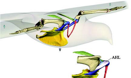 Drawing showing the importance of a ligament in a bird's wing in stabilzing the shoulder joint