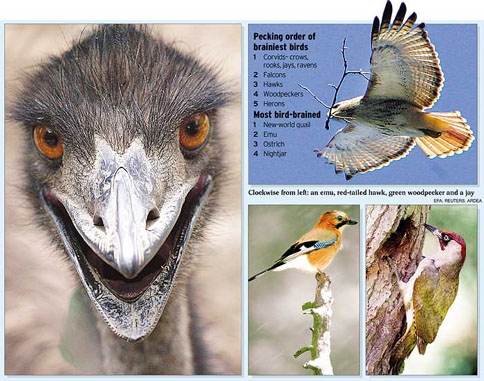 Graphic illustrating differences among different species of birds in levels of intelligence